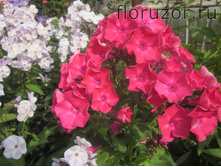 ����� ���������