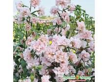 ������� �������� ������ 9,60 ���. (50 ��.).jpeg