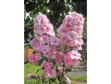 ������� (����. ��������)