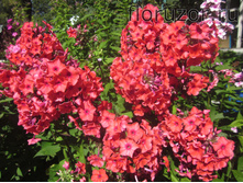 ������ �������