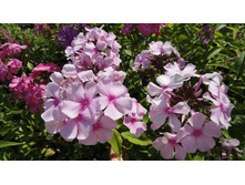 ����� ����� ��� ������