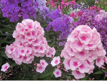 ����� ��� (Bright Eyes)