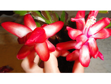 ������ - ������