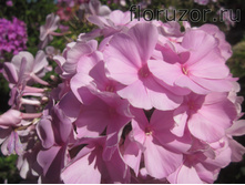 ����� ���� (Pinky Hill)