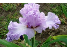 EXCUSE MY DARLING ����� 01