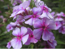 ���� ����