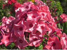 ��������� �����