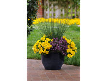 ����� ��������� �������� ������� � ����������.jpg