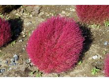 ����� ������.jpg