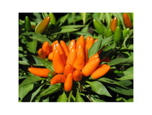 ����� ������ F1 ������ ����� ����.jpg