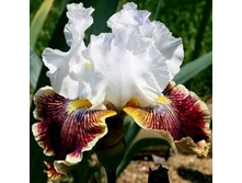 SCATTERBRAIN ������� 08