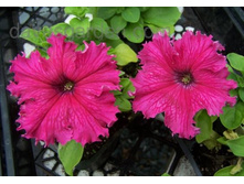 ������� F1 �����������, �������2.jpg