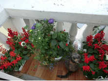 ������� ������ ��� ����� ���������� ����2.jpg