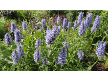 �������� ��� ���