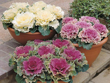 ������� ������������ � �������.jpg