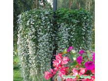 �������� ������� � �������, ����� 36 ���. (7 ��.).jpeg