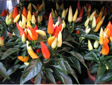 ����� ������ F1 ������ ����� ����2.jpg