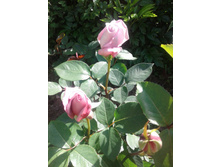 ����� �����