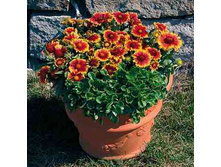 ��������� ������� ���  �����. ����. ����� ������ �� ���������2.jpg