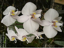 P.philippinense2.jpg