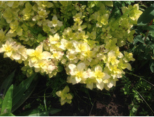 ������ ���� ������