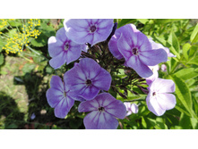 ���� ��� ���