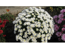 ����� ���� ������� ������ 5 �� ������ 40 �� �������� ������ ��������