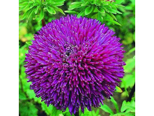 ����� ������� ������ ���������.jpg