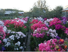 ������ ����� � ����2.jpg