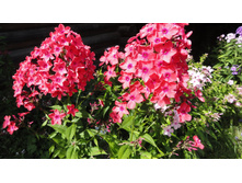 ����- ����