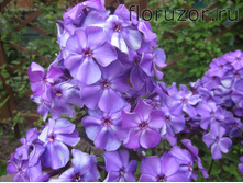 ������ �����