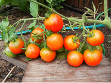 ����� �������� ���. ����.jpg