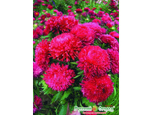 ����� ���� ���������