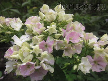 ���� �� �� ����