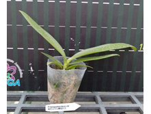P.hieroglyphica flava.jpg