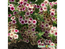 ����� �������� �������� 17,10 ���. (0,1 ��.).jpeg