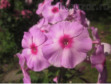 ������� �����