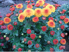 ��� ���. ������ 3-4 �� ������ 40 �� �������� ������ - ��������