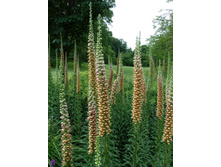 ����������� ��������.JPG