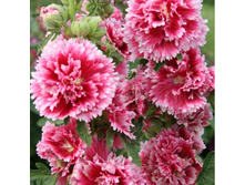 .������ (��� ���� ����) ������ ���� F1. ���. ����. ����� ������ �� ���������.jpg