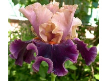 NAPLES (�����) �.������� 01