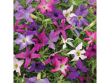 ������� ����� ������ F1, ����� - 16 ���.