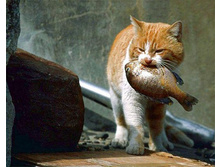 ��� - �����