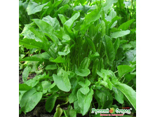 ������ ������������ 10 ���. (1 ��.).jpeg