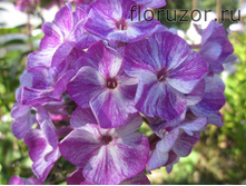 ���� �����