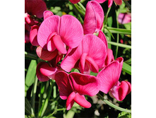 ������� ����������� ������� ������.jpg