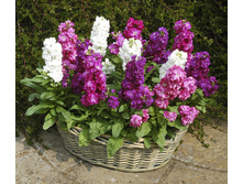 ������ F1 ��������, ����������� �����.jpg