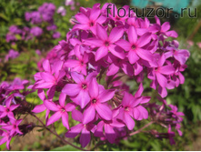 ������ ���������