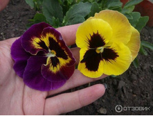 ����� �������� �������2.jpeg