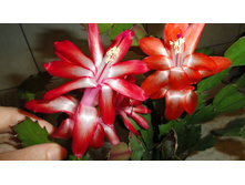 ������� � ���������